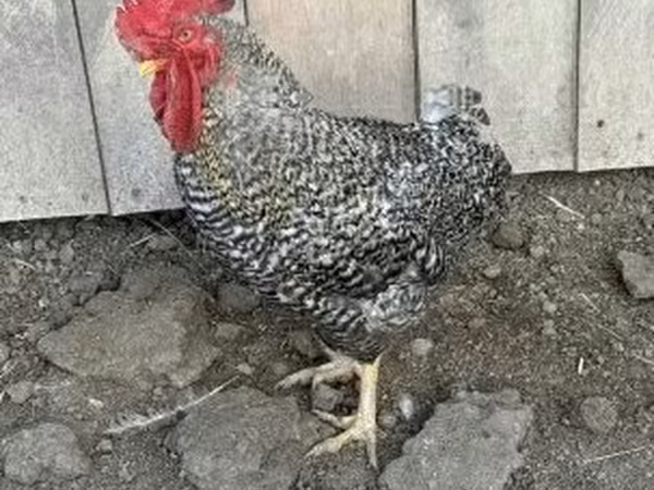 Chickens