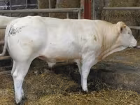 公牛, Blonde d’Aquitane cattle — 照片 5
