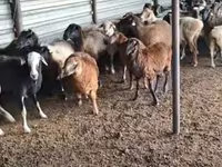 公羊, Adal sheep — 照片 3