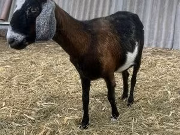 Cabro, Alpine goat