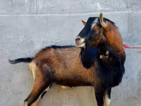 बकरी, Alpine goat — फ़ोटो 2