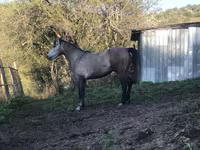 Horse (M), Arabian horse — photo 7