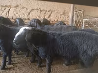 كبش, Rhon sheep — الصورة 2