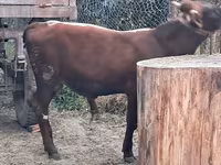 公牛, Cattle — 照片 1