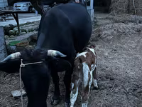 Vache, Latvian Blue cattle — photo 5