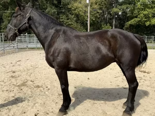 فرس, Percheron