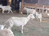 Chèvre, Dutch Landrace goats — photo 7