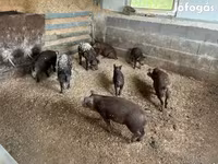 Boar, Мангалица — photo 8