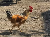 Ameraucana — Foto 8