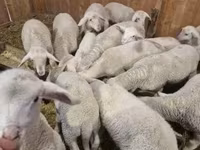 Ram, Merinoland sheep — photo 2