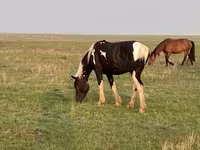 Cheval, Russian Heavy Draft — photo 7