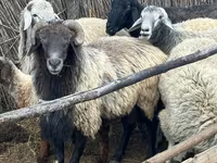 Carnero, Karakul sheep — foto 1