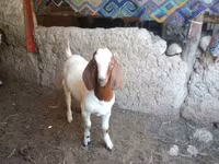 تيس, Boer goat — الصورة 1