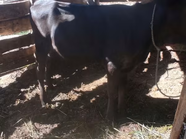 Vaca, Raça Alatau