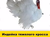 Chickens — फ़ोटो 2
