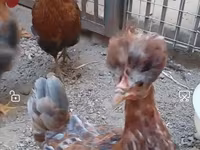 Chickens — الصورة 3