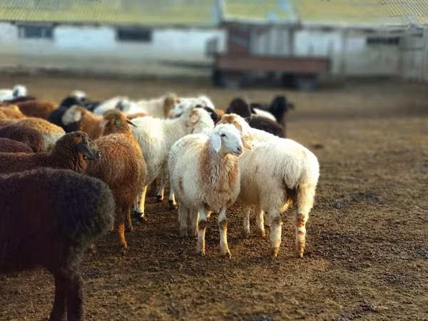Bélier, Moutons