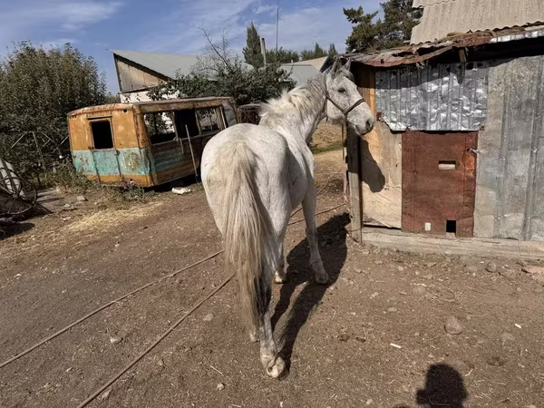 Horse (M), Horses