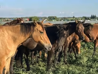 Cheval, Bashkir horse — photo 3
