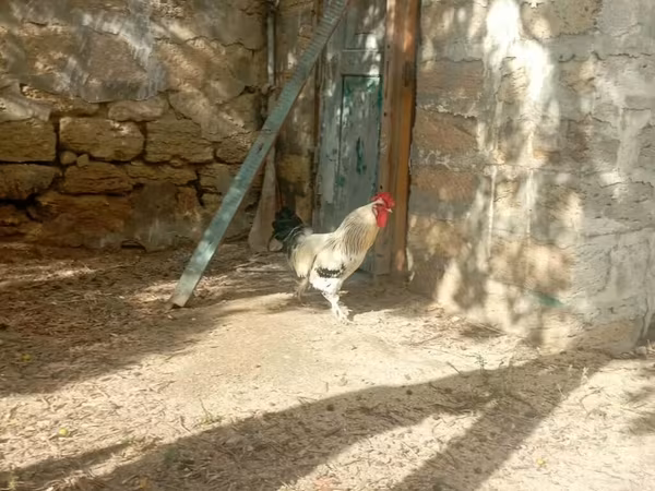 Brahma