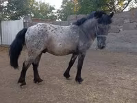 Jument, Chevaux — photo 3