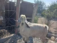 تيس, Damask goat — الصورة 1