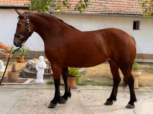 Atlar (partiya, cinsi göstərilməyib), Atlar