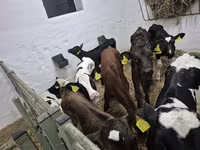 Touro, Russian Black pied cattle — foto 2