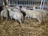 Ovce, Charollais sheep — foto 1