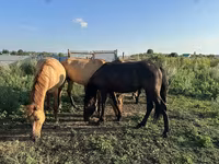 Cheval, Bashkir horse — photo 4