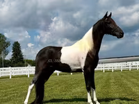 公马, Tennessee Walking Horse — 照片 2