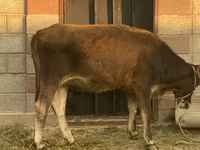 Vache, Brune lettone — photo 2