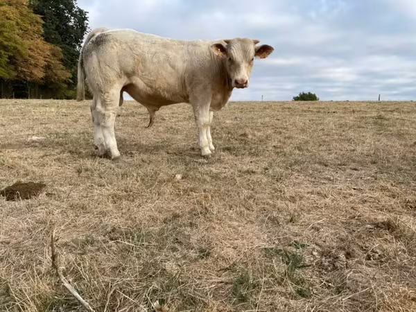Taureau, Charolais cattle