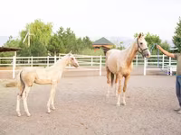 घोड़ी, Akhal-Teke — फ़ोटो 2