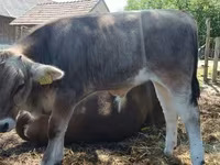 Toro, Raza carpatiana marrón — foto 1