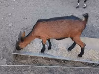 雌ヤギ, Alpine goat — 写真 4