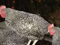 Slowenische Gestreifte Henne — Foto 2