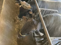 Býk, Swiss cattle — foto 1