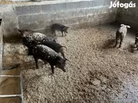 Boar, Мангалица — photo 1