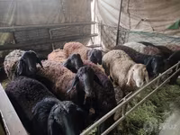 公羊, Edilbay sheep — 照片 5