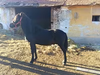Koń, Konie — zdjęcie 2