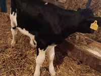 公牛, Simmental cattle — 照片 6