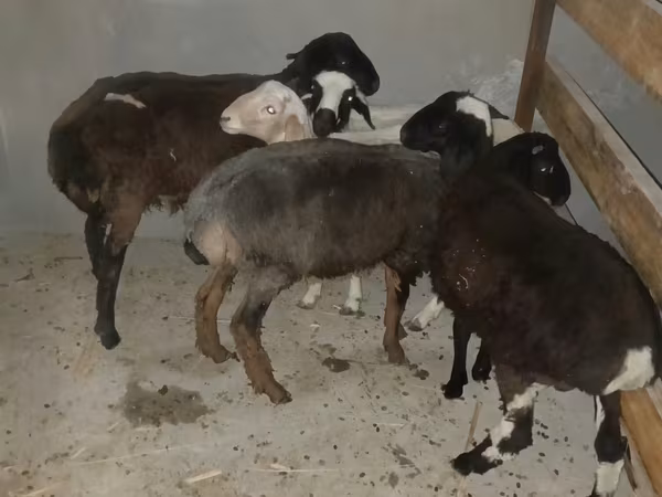 मेढ़ा, भेड़