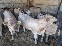 Бик, Charolais cattle — фото 2