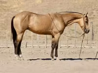 Horse (M), Quarter Horse — photo 2