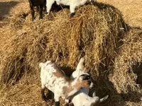 Koza, Dutch Landrace goats — zdjęcie 4