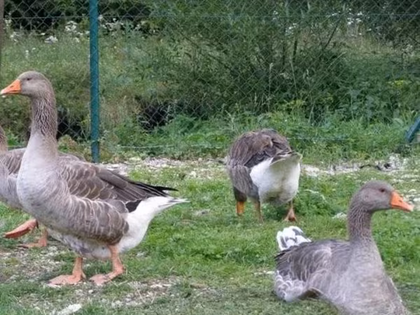 Ganso danés gris y gris moteado