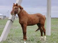 Kůň, Budyonny horse — foto 1