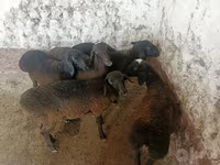 Moutons (lot, sexe non indiqué), Moutons — photo 6