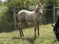 Cheval, Kentucky mountain daddle horse — photo 6